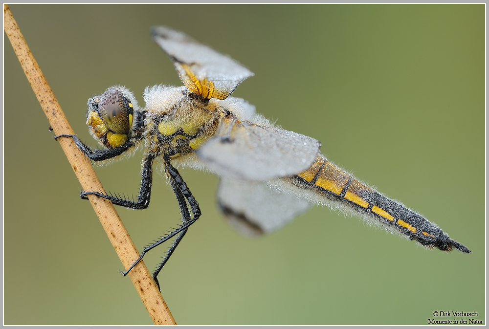 Vierfleck (Libellula quadrimaculata)