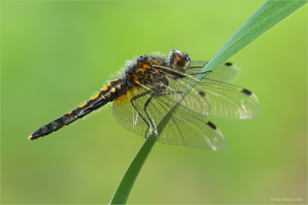 Zierliche Moosjungfer (Leucorrhinia caudalis)