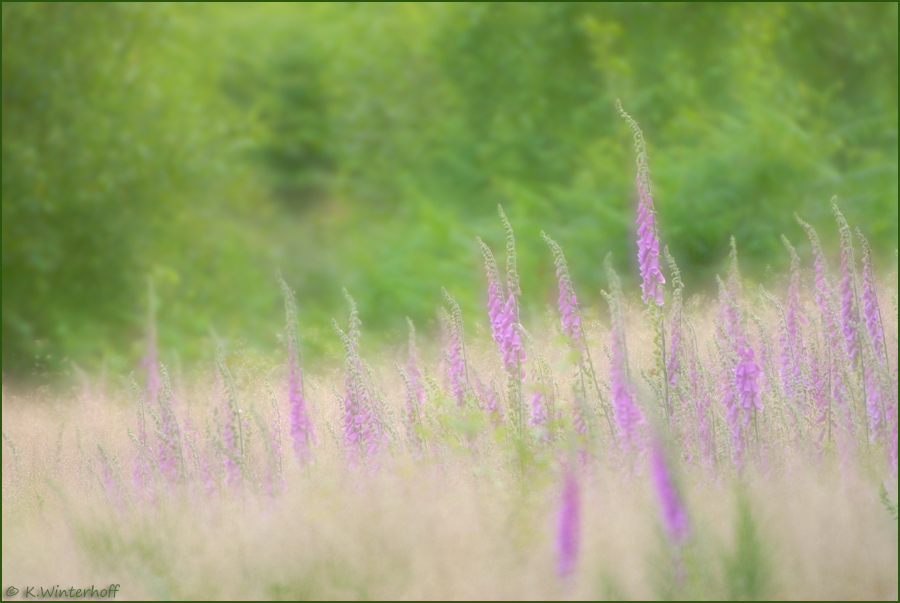 ~Traumwiese~
