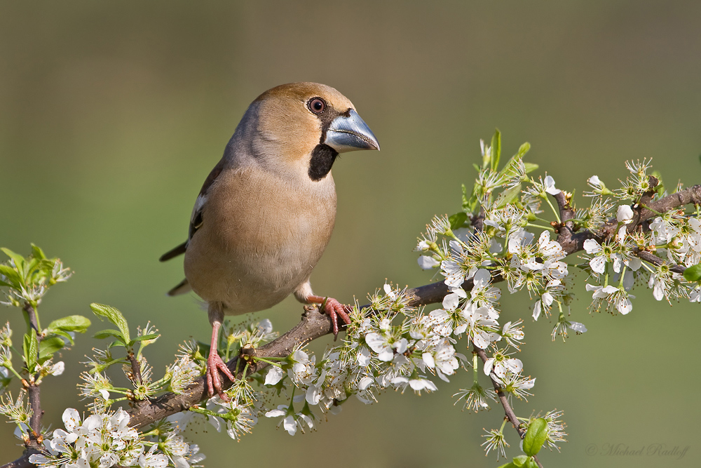 Auge in Auge mit dem "Nussknacker"