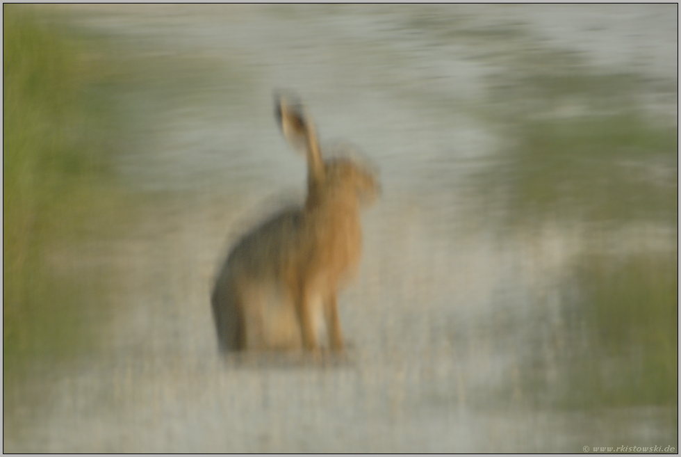 Vibrationen... Feldhase *Lepus europaeus*