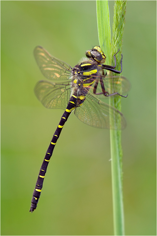 Cordulegaster boltonii