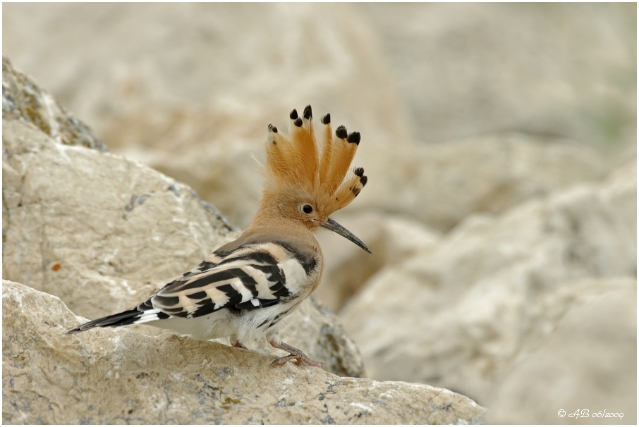 Wiedehopf (Upupa epops)