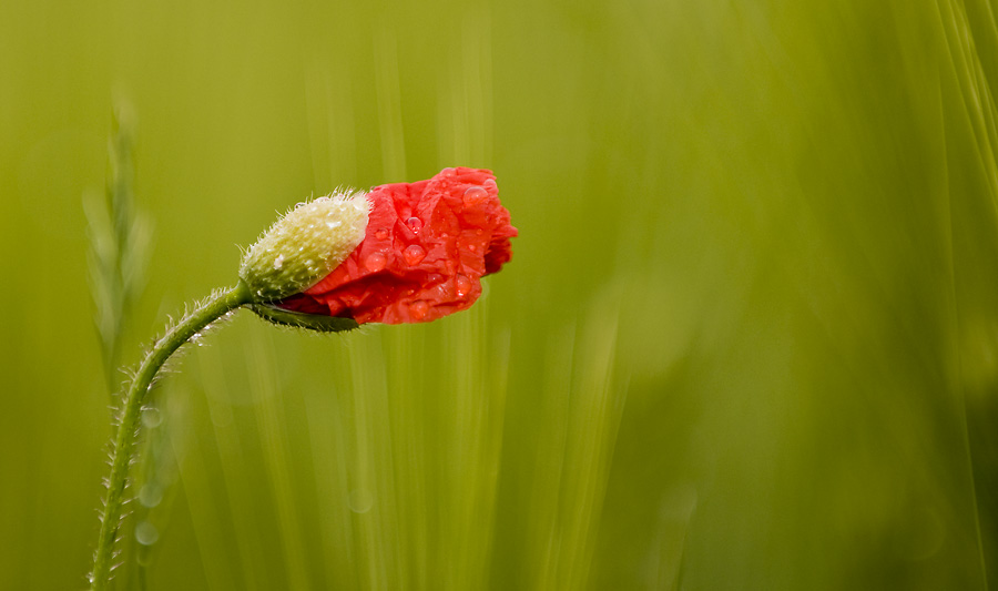 Mohn