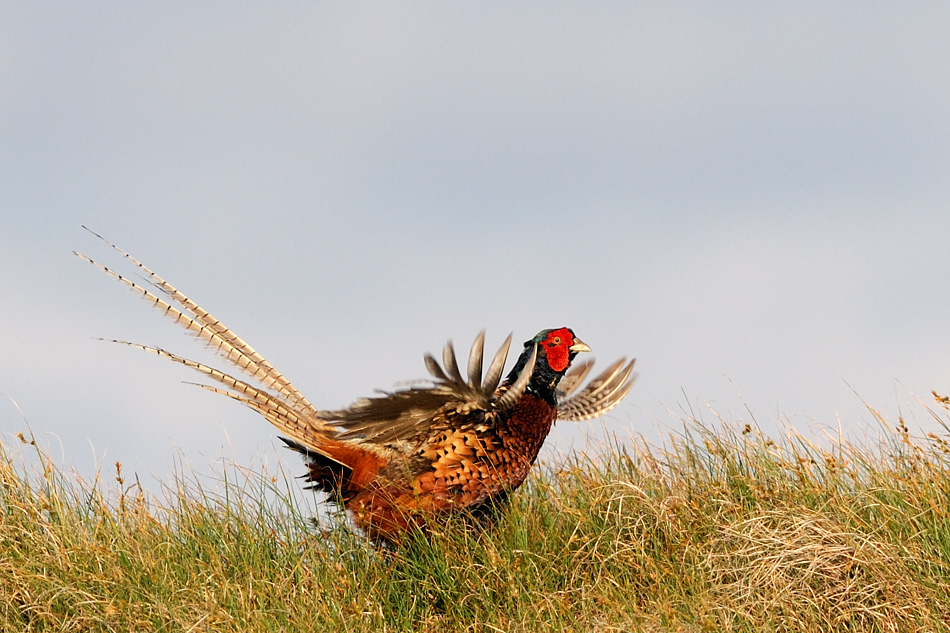 Naturfotografie auf Langeoog - 1 -