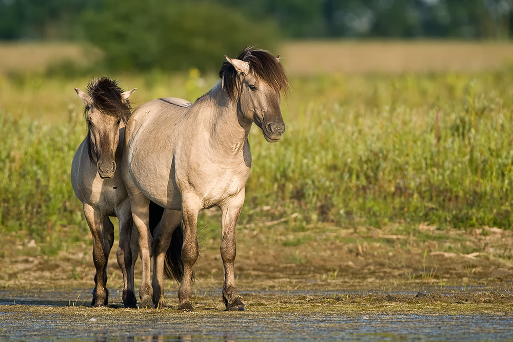 Konik