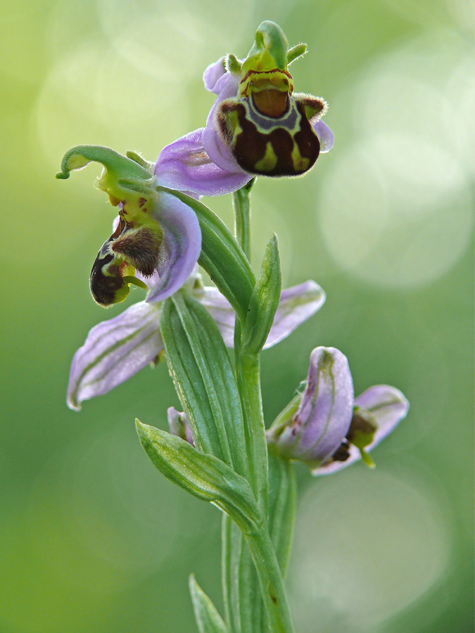 Ophrys apifera