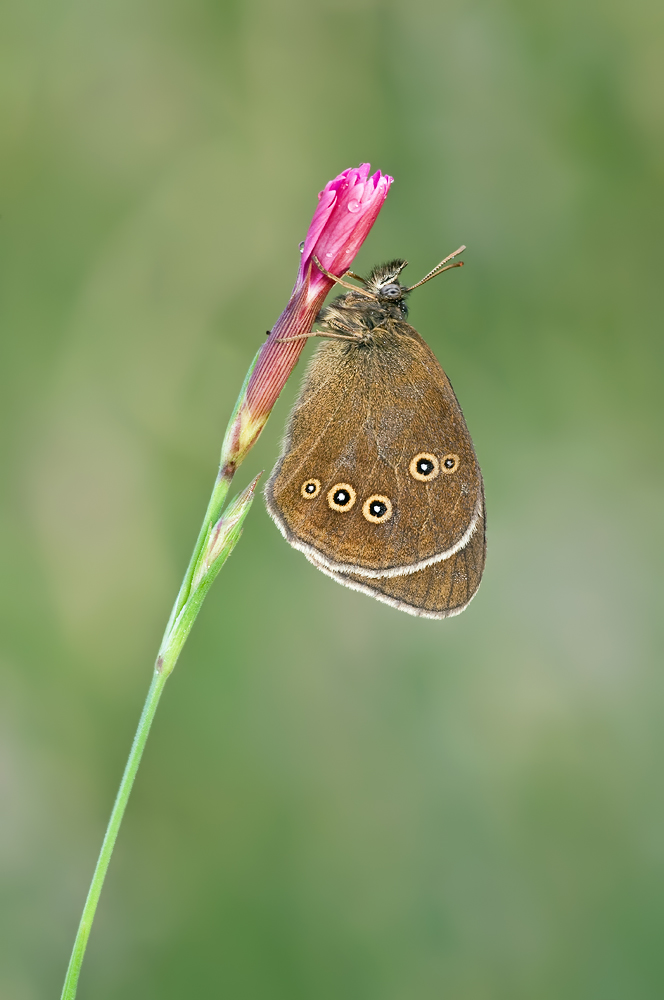 Aphantopus hyperantus