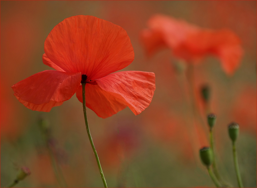 ~ Mohn ~