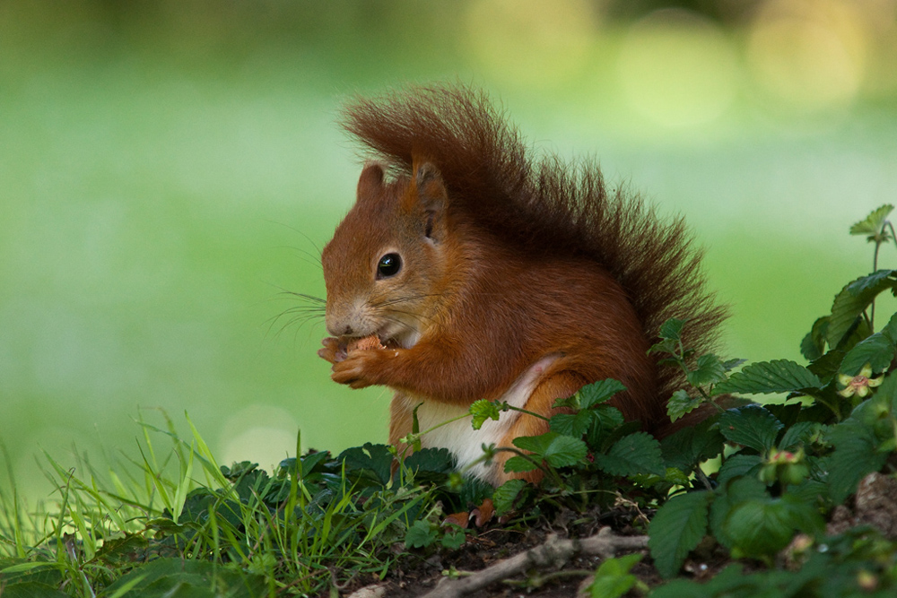 Sciurus vulgaris