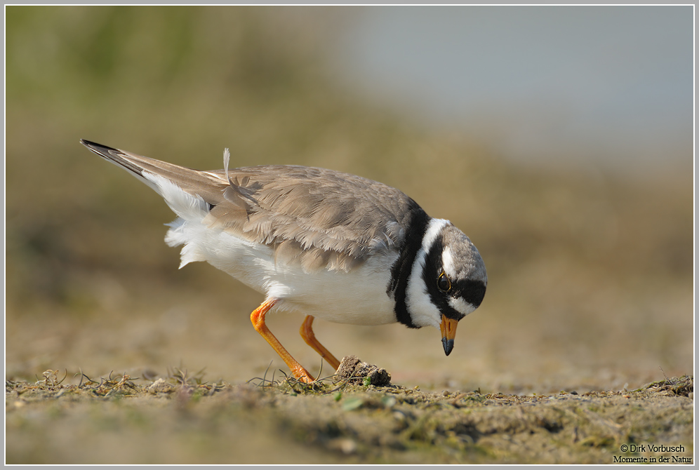 Sandregenpfeifer (Charadrius hiaticula)