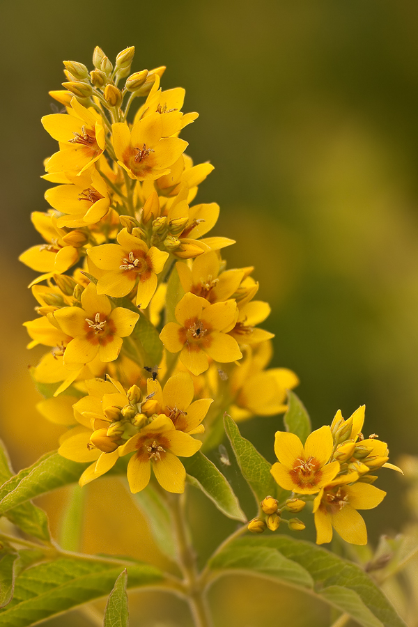 Blütenstand des Gewöhnlichen Gilbweiderich (Lysimachia vulgaris)