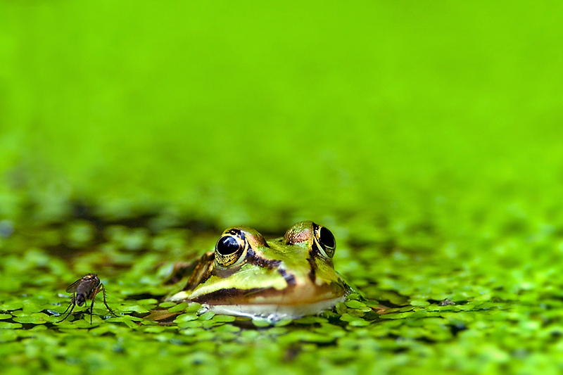 Adrenalin süchtige Fliege