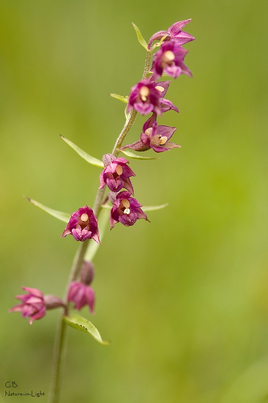Braunrote Stendelwurz