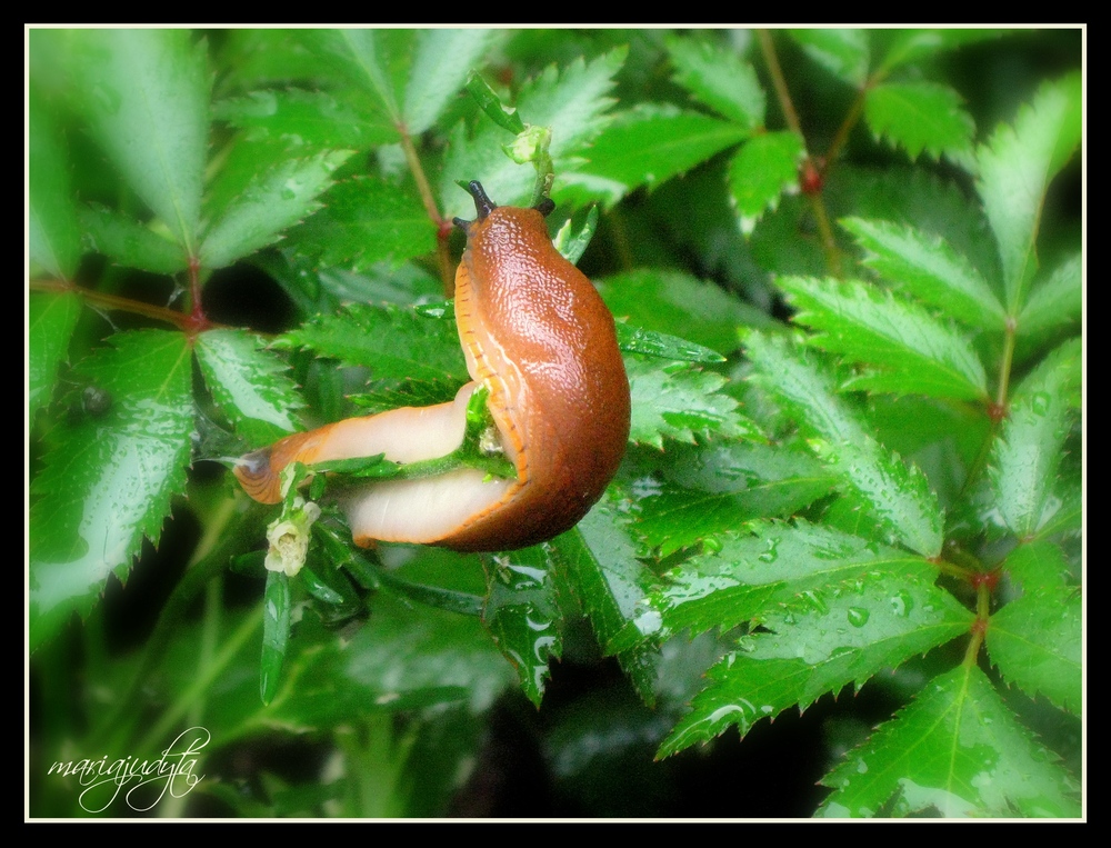 polnische Nacktschnecke