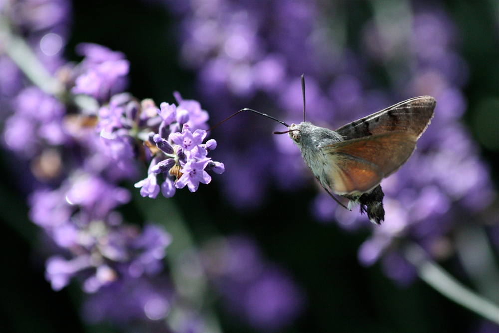 Taubenschwaenzchen (Macroglossum stellatarum L.)