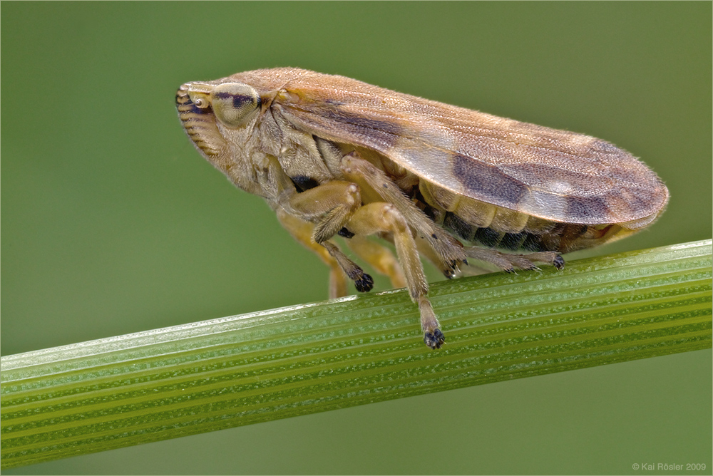 Wiesenschaum-Zikade (Philaenus spumarius)