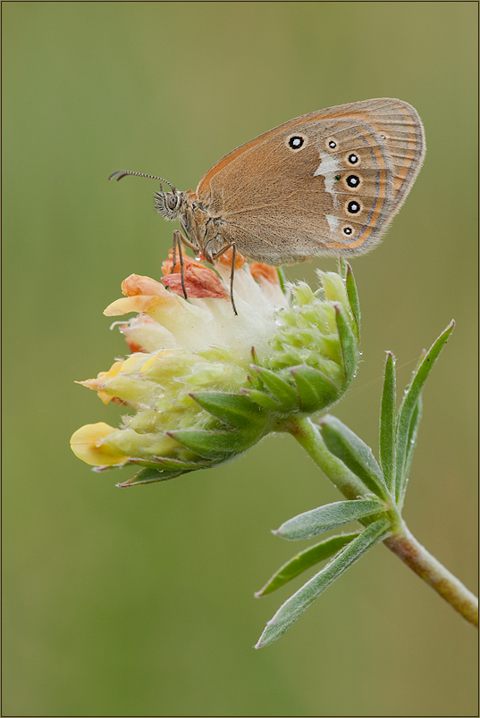 Coenonympha glycerion