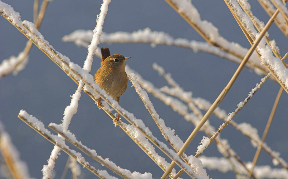 Schneekönig