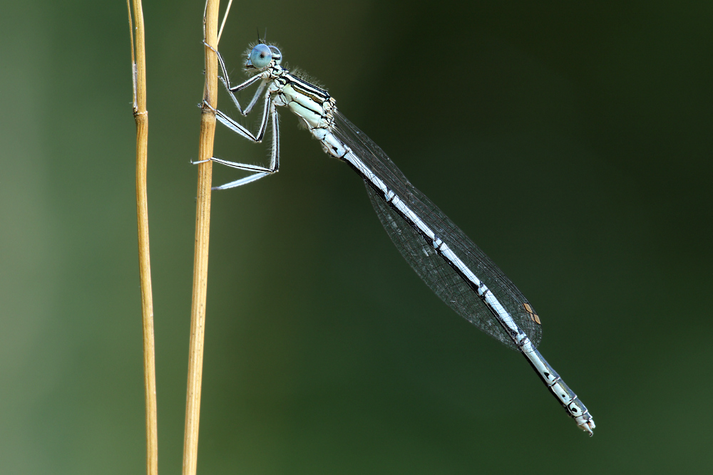 Blaue Federlibelle