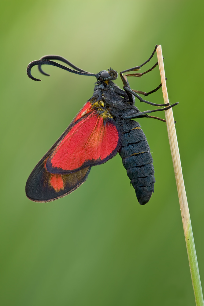 Sechsfleck-Widderchen (Zygaena filipendulae)