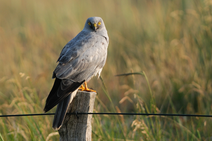 Naturfotografie auf Langeoog - 3 -