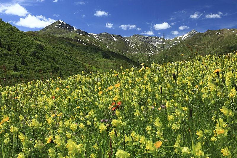 Bergsommerwiese