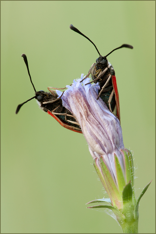 Zygaena loti