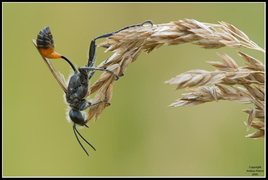 Sphecidae