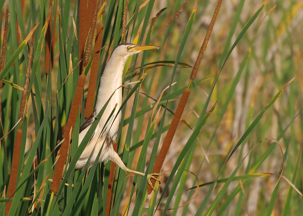Zwergrohrdommel (Ixobrychus minutus) im Ambiente...