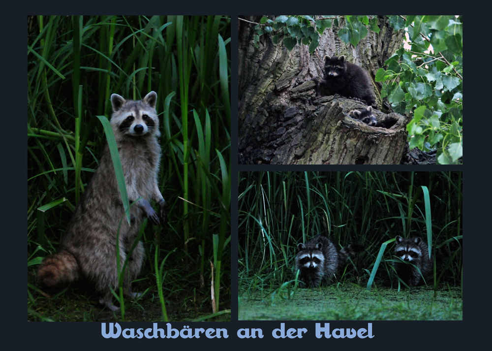 Waschbären an der Havel