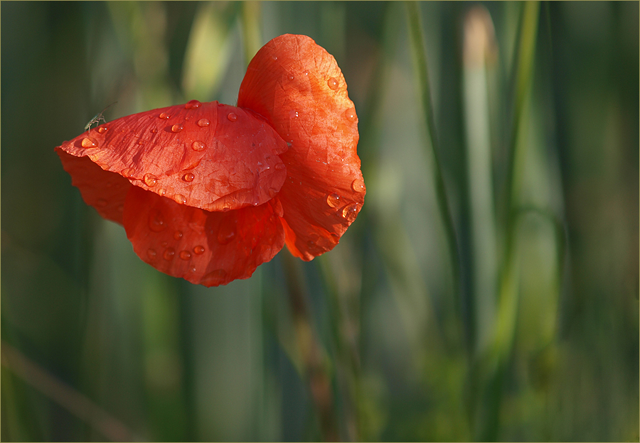 ~ der Besucher ~