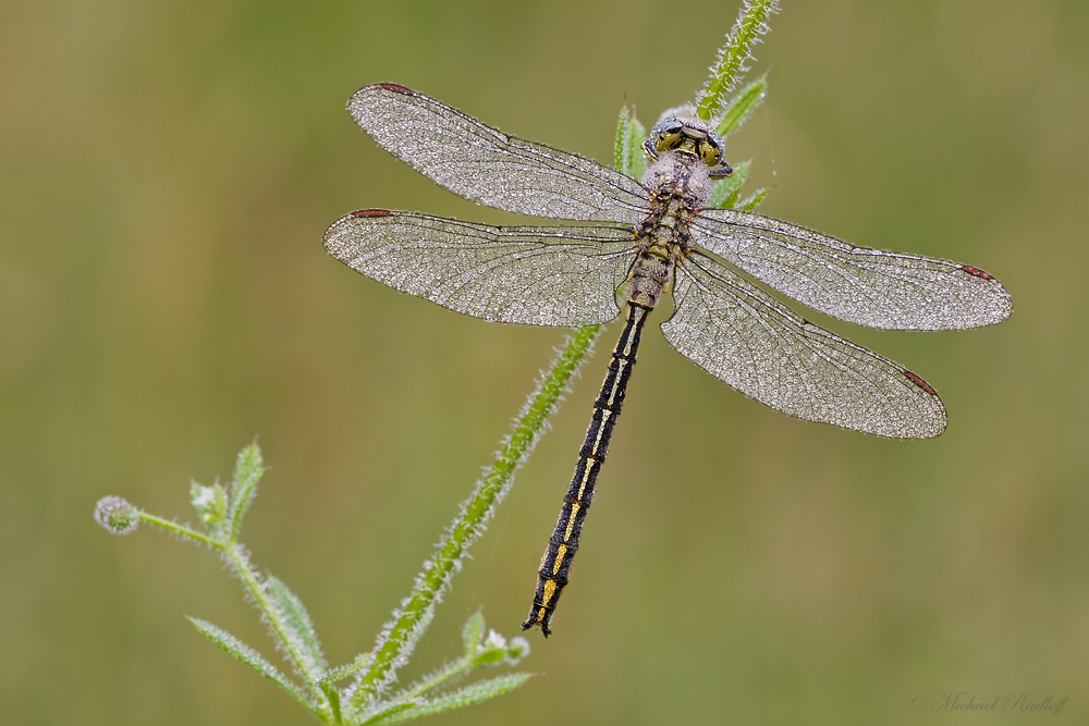 Gomphus pulchellus ...mal von  oben