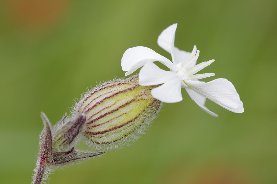 Weisse Lichtnelke (Forum für Naturfotografen)
