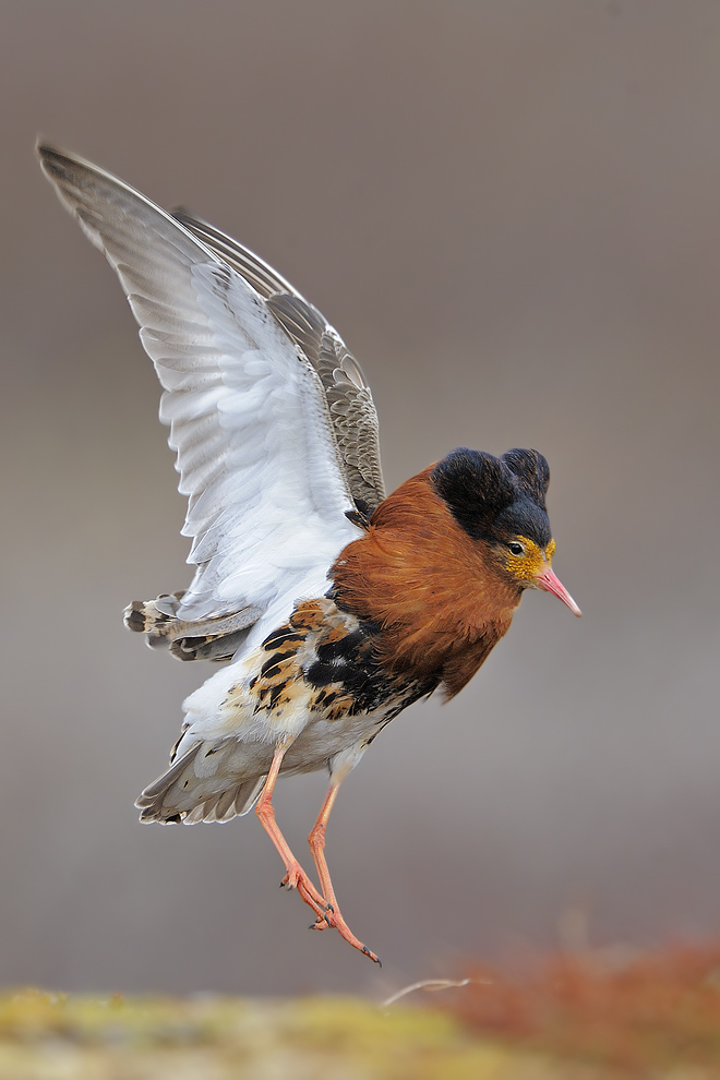 Kampfläufer