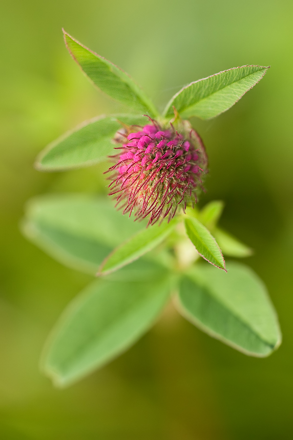 Wiesen-Klee (Trifolium pratense)