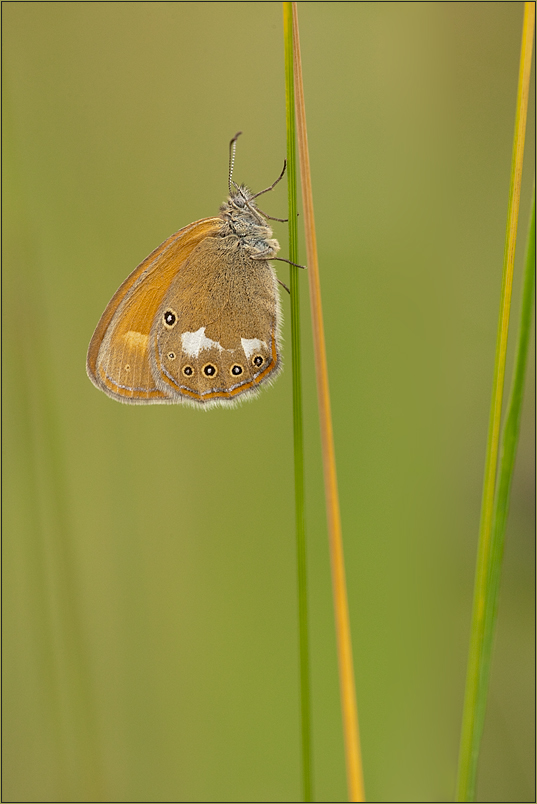 Coenonympha glycerion