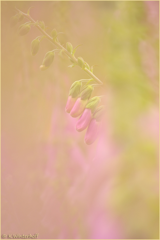 ~Soft~