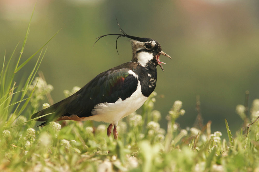 Kiebitz (Vanellus vanellus)