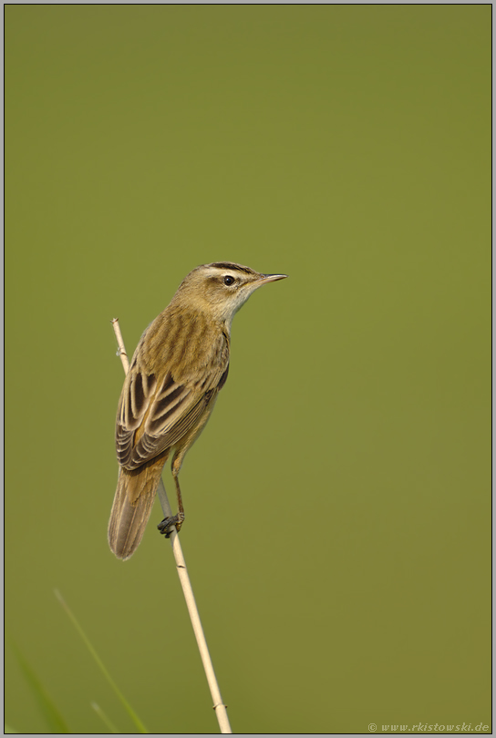 auf der Hut... Schilfrohrsänger *Acrocephalus schoenobaenus*