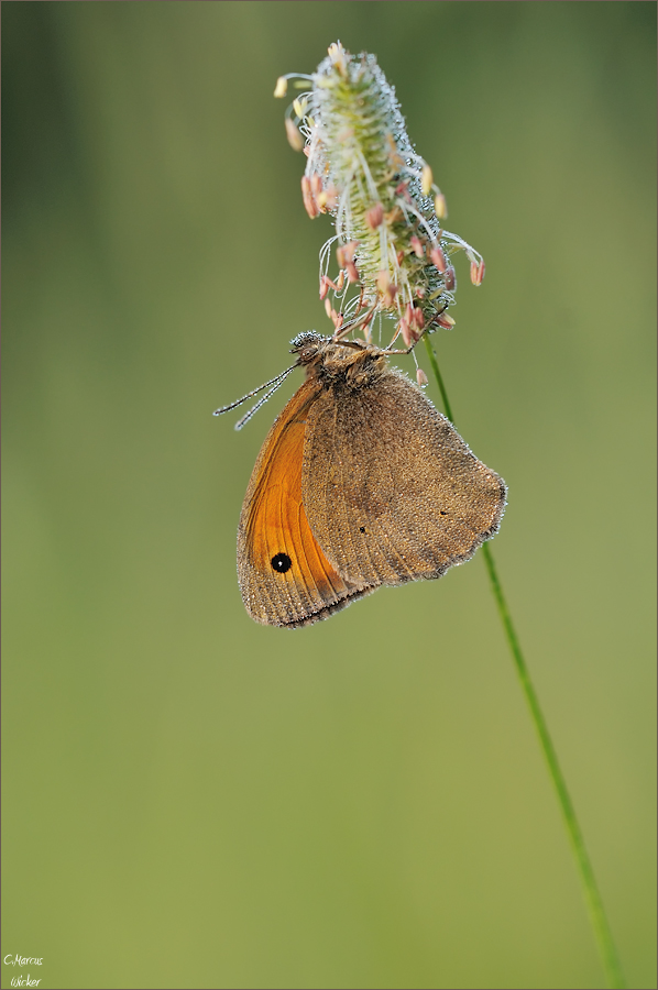 Maniola Jurtina