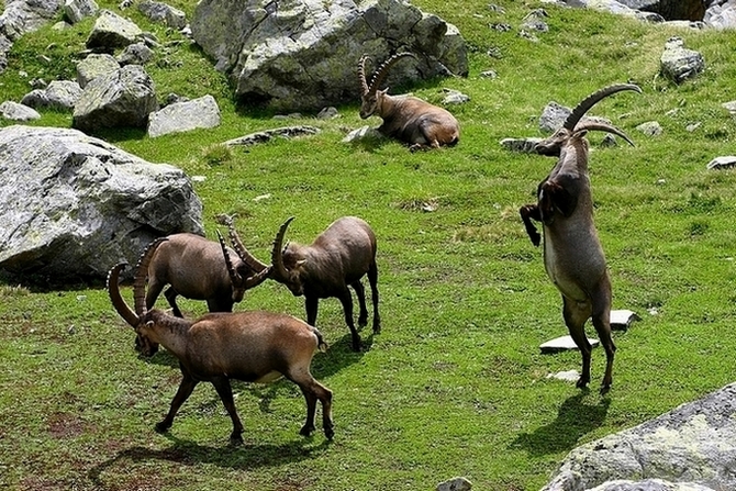 Steinbockgruppe im Pitztal