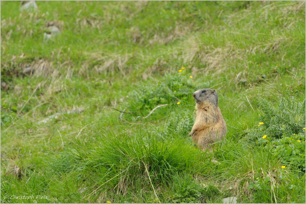 Alpenmurmeltier (Marmota marmota)