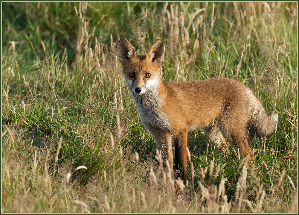 prächtiger Jungfuchs