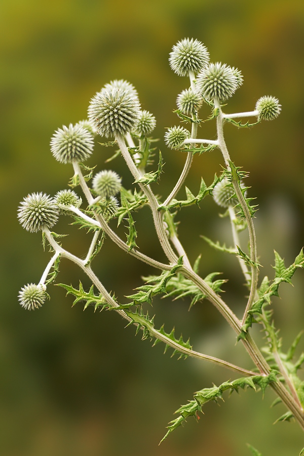 Kugeldistel