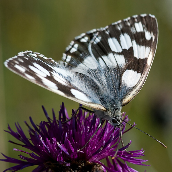 Schachbrettfalter