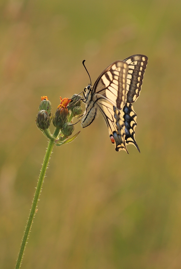 Papilio machaon