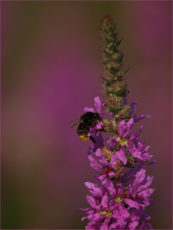 ~ Blutweiderichimpressionen II ~
