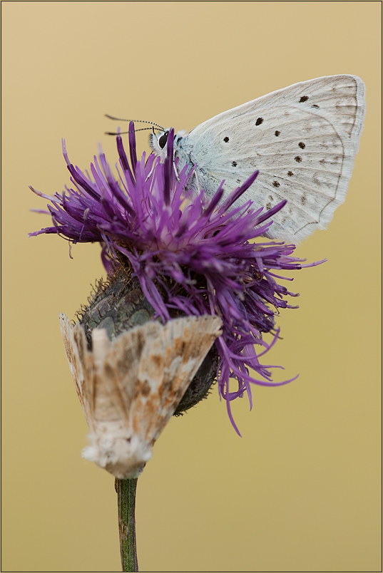 Polyommatus daphnis