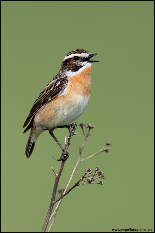 Braunkehlchen (Saxicola rubtera)